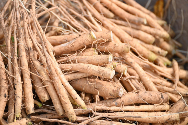 Ashwagandha Root Extract
