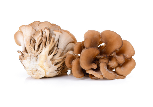 Maitake