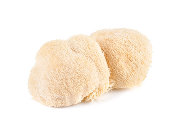 Lion’s Mane Mushroom